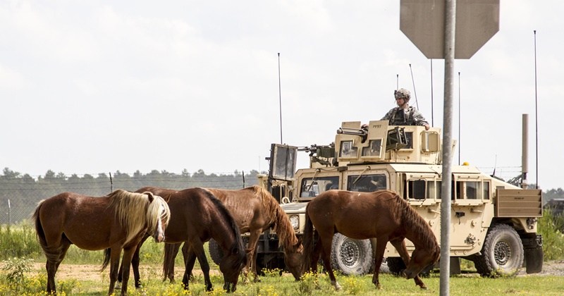 Read more about the article URGENT: Army to Dispose of 750 ‘Trespass Horses’